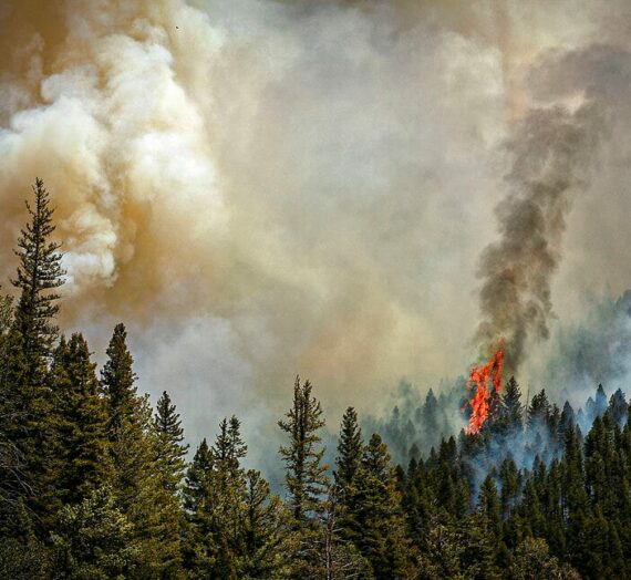 Le brûlage planifié du Service des forêts des États-Unis a causé un incendie de forêt massif au Nouveau-Mexique