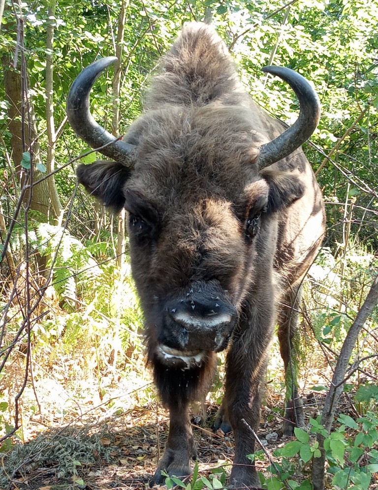 Mise à jour bison - de nouvelles photos émergent du trio qui s’entend bien Crédit: Tom Gibbs