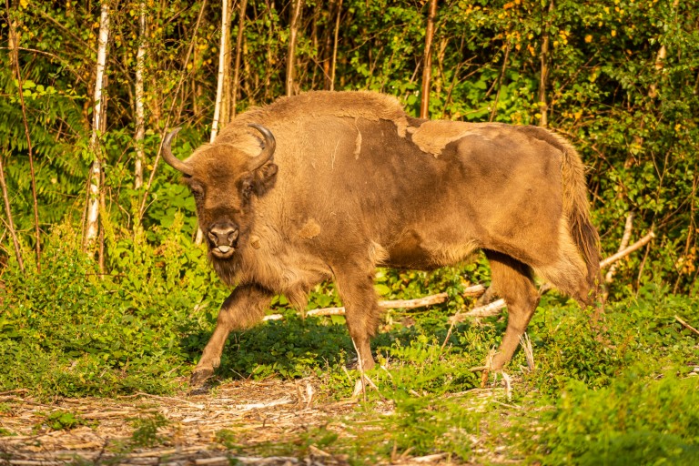Mise à jour sur les bisons - de nouvelles photos émergent du trio qui s’entend bien Crédit: Robert Cannis