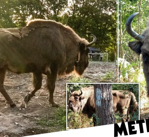 De nouvelles photos montrent que les bisons sauvages du Kent s’entendent « étonnamment bien »