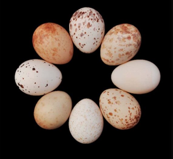 Des modèles d’œufs uniques aident les Drongos à éviter de se faire duper par les coucous